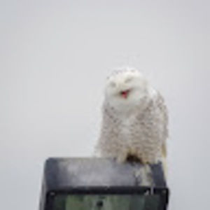 Meet your Posher, Liza